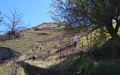 Grado Superior de Vitivinicultura