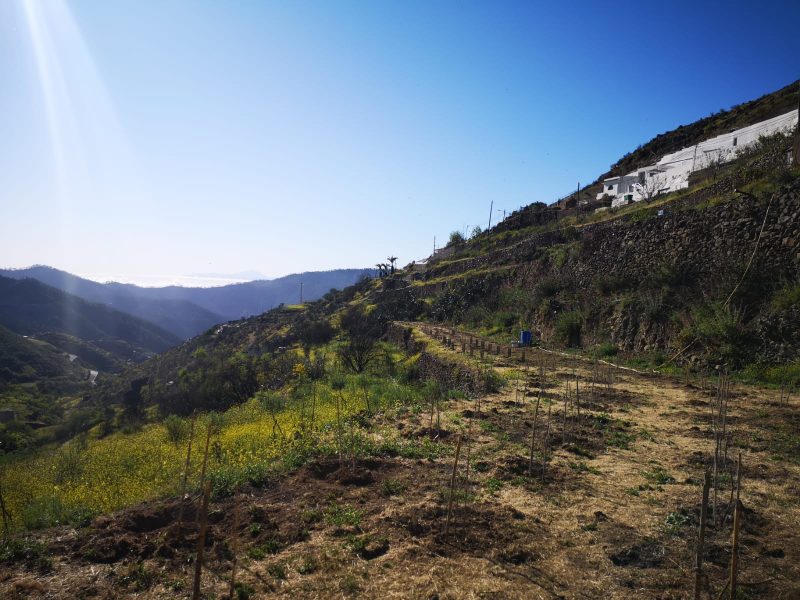 Viñedo pahoehoe vino de altura en Artenara