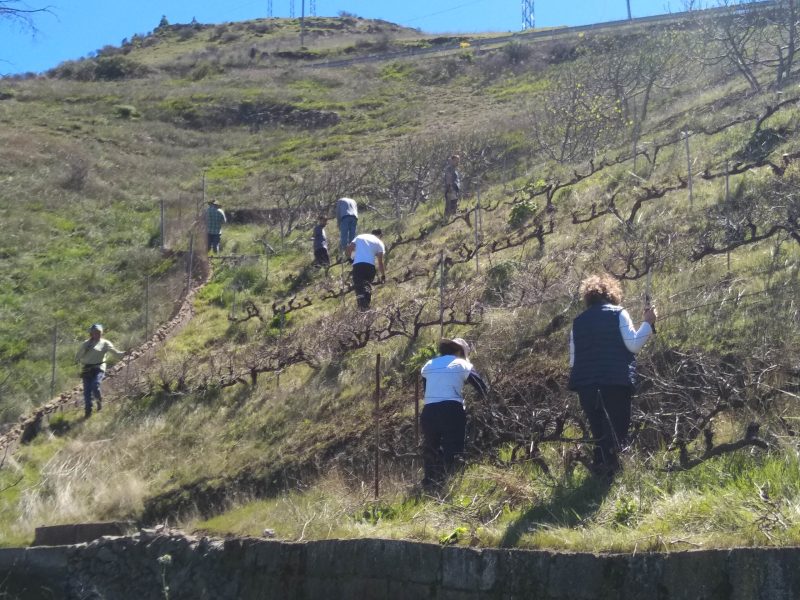Porqué el vino Pahoehoe se hace en Artenara